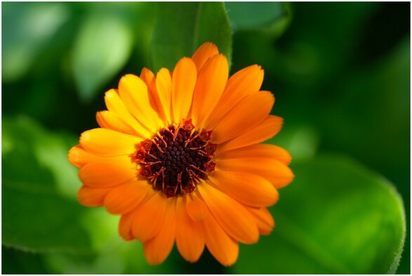 eine orange Blüte einer Ringelblume teilweise im Schatten vor unscharfem zngleichmäßig saftig grünem Hintergrund 