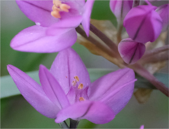 eine einzelne lila Blüte geöffnet und ein paar geschlossene Knospen daneben 