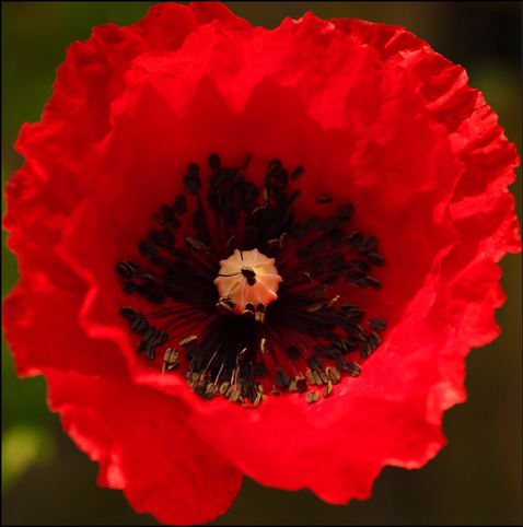 eine Aufnahme einer geöffneten roten Mohnblüte mit schwarzen Staubgefäßen und einem hellen Mittelpunkt, auf dem ein Pollen liegt
