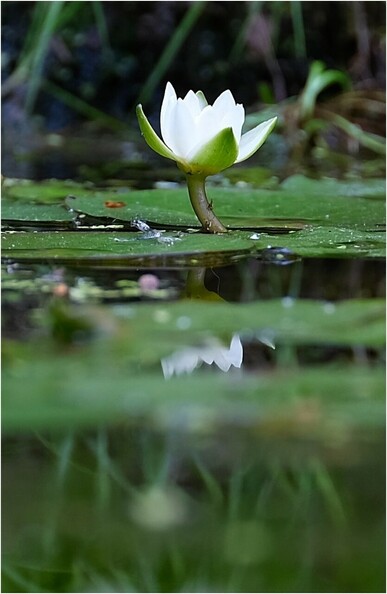 eine weiße sich öffnende Blüte aus niedriger Position fotografiert mit Teilspiegelung