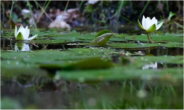 zwei weiße Blüten nebeneinander aus niedriger Position fotografiert in einem Teich, der teilweise mit grünen Blättern bedeckt ist