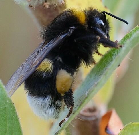 eine Hummel sitzt mit geschlossenen angelegten Flügeln auf einem Blatt. Gelber Pollen hängt dick am Hinterbein. 
