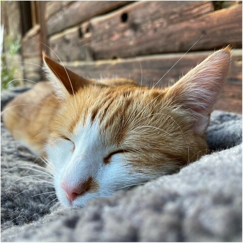 eine rotweiße Katze liegt auf einem grauen Lammfellbezug. Die Augen sind geschlossen 
