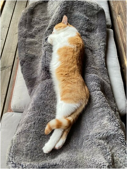 eine rotweiße Katze liegt lang gestreckt auf einem grauen Lammfellbezug