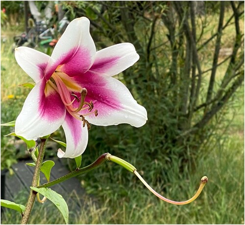 eine große geöffnete Blüte, Lilie.nAußen weiß, innen dunkelrosa. nDie Staubgefäße stehen weit raus. nVon der verblühten Blüte eins drunter steht der lange „Rüssel“ waagrecht weit vor. 