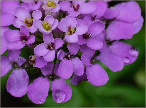 Nahaufnahme von einer lila Blüte, die zusammen gesetzt ist aus lauter kleinen Blüten. Einzelne Tropfen 