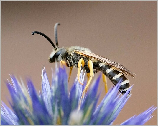eine dünne Wildbiene sitzt oben auf einer bläulichen Blüte einer Distel. 
