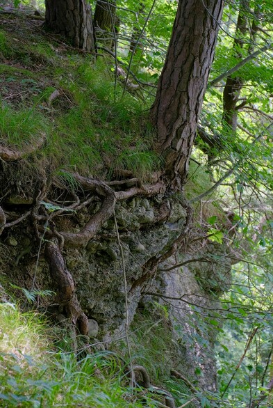 in einem lichten Wald sind die verschlungenen Wurzeln von Bäumen zu sehen, die auf Fels wachsen und rechts geht's senkrecht runter 
