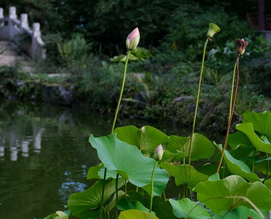 in einem Teich wächst Lotus. Mehrere Stängel mit Knospen und auch schon verblühte Blüten 