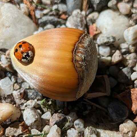 eine Haselnuss liegt auf kleinen Steinen und auf der Haselnuss sitzt ein Marienkäfer