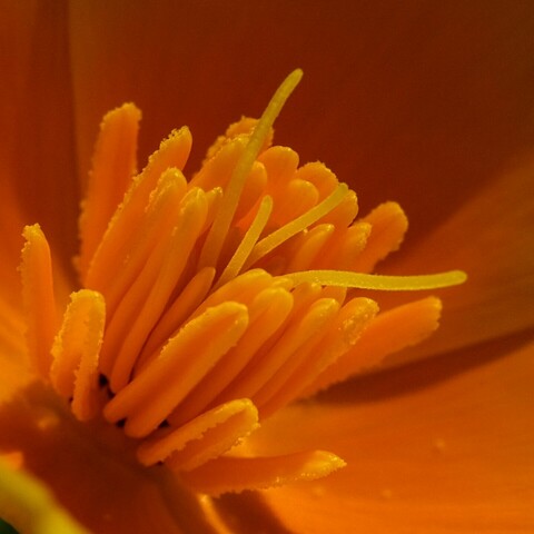 nur OrangenNahaufnahme nDas Innere einer orangen MohnblütenStaubgefäße vor orangen Blütenblättern