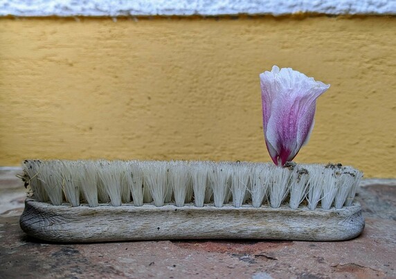 in einer Bürste, die mit dem Rücken auf dem Boden liegt, steckt aufrecht eine rosaweiße zusammen gerollte Blüte vom Hibiskus