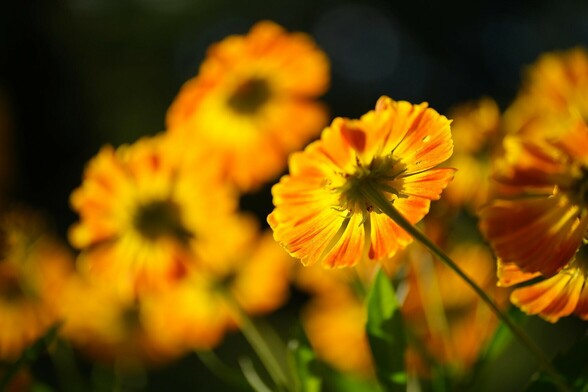 mehrere orange Blüten von hinten unten fotografiert, so dass sich ein dunkler Hintergrund ergibt. Nur eine Blüte ist scharf