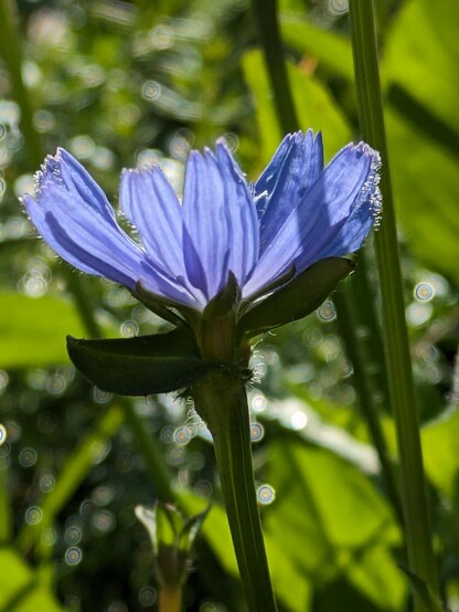 eine helllila Blüte im Gegenlicht fotografiert. Die Blütenblätter sind am sich öffnen