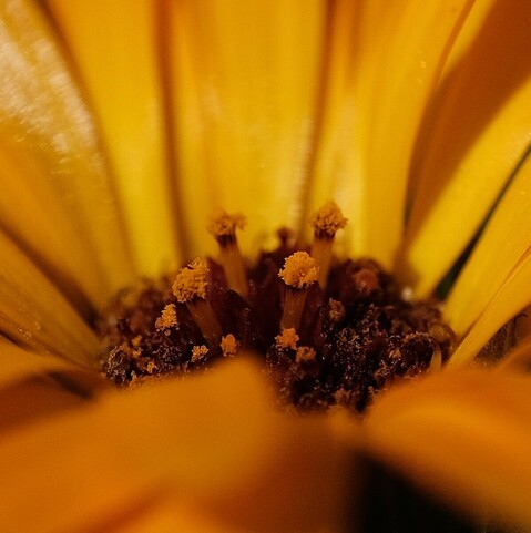 Nahaufnahme des Blütenbodens einer orangen Ringelblume, bei der kleine Stäbchen nach oben stehen