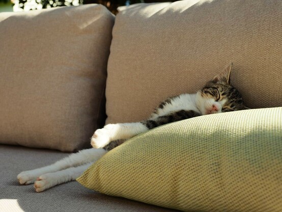eine kleine weißgrau getigerte Katze liegt ausgestreckt auf einem Kissen auf einer Couch