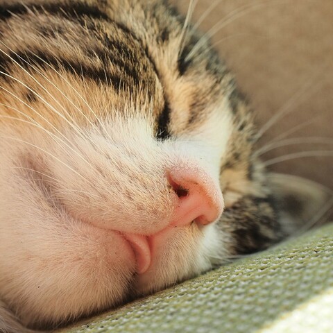 Nahaufnahme des Kopfes der kleinen schlafenden Katze  Ein bisschen von der Zunge schaut raus