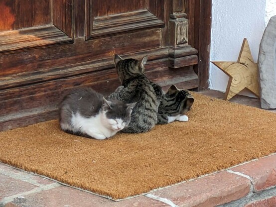 drei kleine aneinander gekuschelte Katzen auf einem hellbraunen Fußabstreifer vor einer braunen Holztür