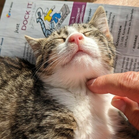 eine kleine weißgrau getigerte Katze liegt auf einer Zeitschrift, den Kopf nach hinten gelegt und die Augen geschlossen. Ein Finger krault sie am Hals