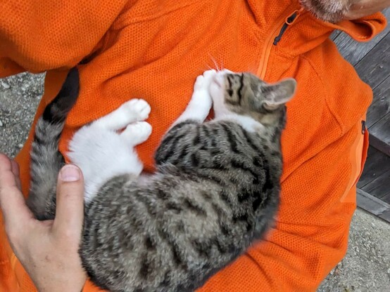eine kleine weißgrau getigerte Katze liegt im Arm auf dem Bauch