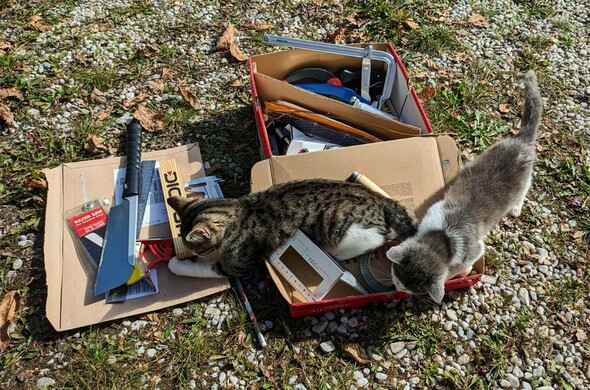 ein aufgeklappter Karton voller Werkzeug und zwei kleine Katzen, die das interessiert erkunden