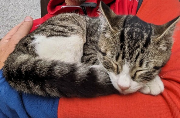 eine kleine grauweiße Katze auf dem Arm zusammen gerollt und Augen geschlossen