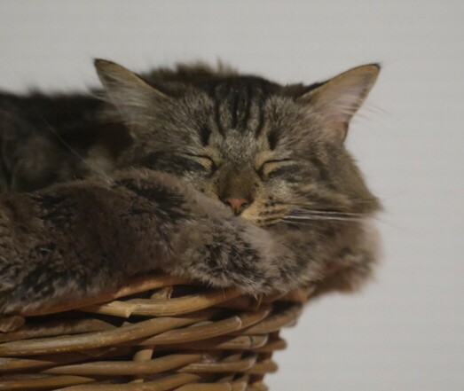 eine grau getigerte Katze liegt im Körbchen. Den Kopf auf dem Rand abgelegt und die Augen geschlossen