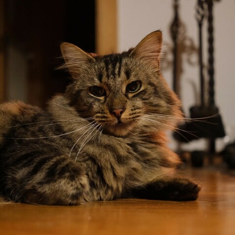 eine grau getigerte Katze liegt auf dem Holzboden und schaut in die Kamera.