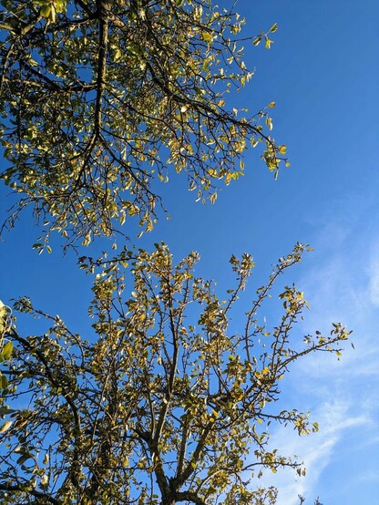 Äste mit Laub von zwei Bäumen von unten gegen den blauen Himmel fotografiert.