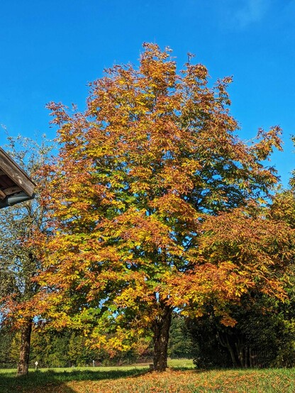 eine von der Sonne angestrahlte Kastanie in leuchtend bunten Herbstfarben vor blauem Himmel