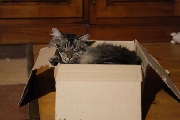 eine dunkel getigerte Katze liegt in einem Karton. Eine Vorderpfote liegt oben auf dem Karton