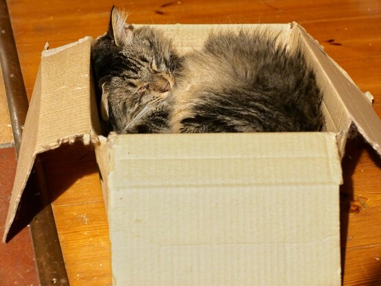 eine dunkel getigerte Katze liegt in einem Karton. Das rechte ist geknickt, weil es am Karton anliegt