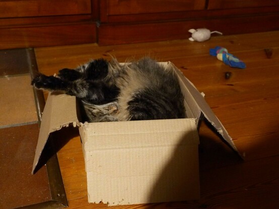 eine dunkel getigerte Katze liegt in einem Karton. Sie liegt auf dem Rücken und streckt die Vorderpfoten in die Luft
