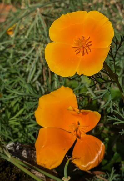 zwei orange Blüten vom Mohn