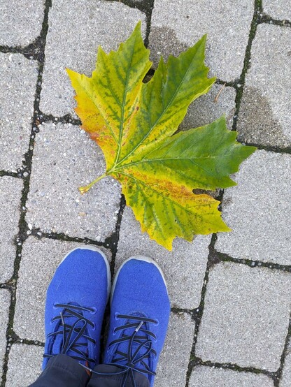 ein sehr großes noch fast ganz grünes Blatt liegt auf dem Boden, der mit Betonsteinen gepflastert ist. Zum Größenvergleich steht ein Paar blaue Schuhe neben dem Blatt.