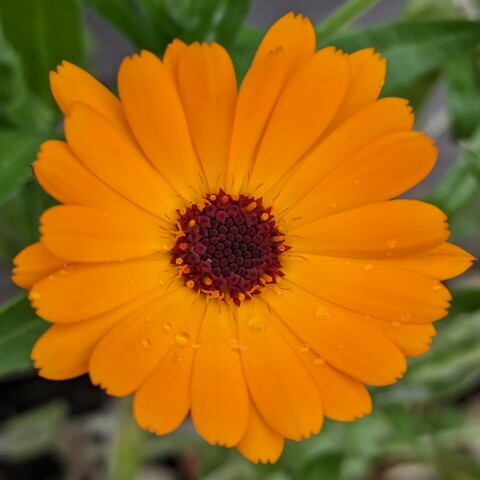eine geöffnete orange Blüte einer Ringelblume mit kleinen Tröpfchen