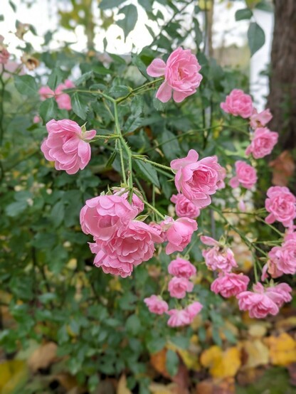 kleine geöffnete rosa Blüten einer Wildrose