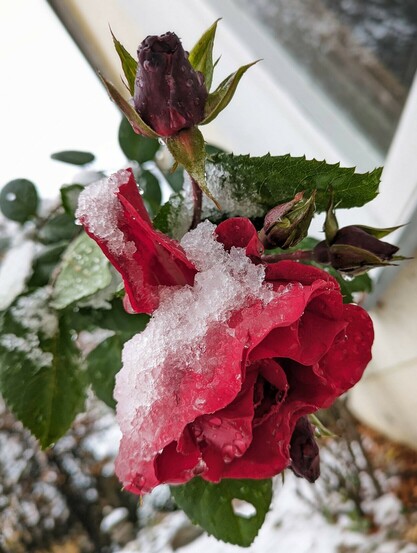 eine geöffnete rote Rose und geschlossene Knospe, die mit schmelzendem Schnee angereichert sind