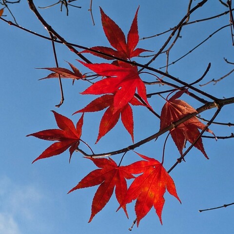 ein paar restliche rote Ahornblätter gegen den blauen Himmel fotografiert