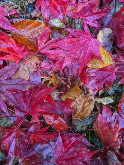 viele verschiedene nasse Blätter liegen am Boden. rotes Ahorn, Buche in (hell)brau, braune Eiche