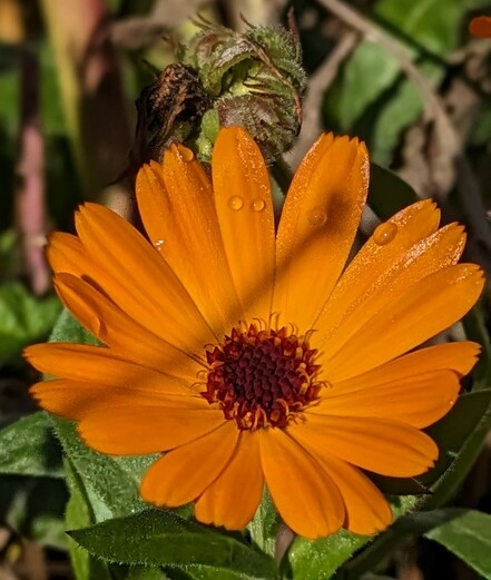 orange geöffnete Blüte einer Ringelblume von der Sonne angestrahlt. Ein paar Tropfen am oberen Rand