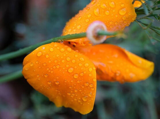 eine fast verblühte orange Mohnblumenblüte mit dem Samenstand eier verblühten Blüte darüber