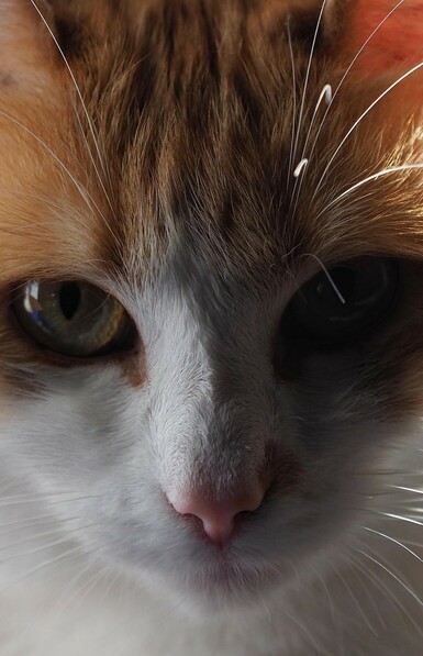 rotweißer Katzenkopf, der direkt und sehr konzentriert in die Kamera schaut.nVon der Schnauze bis zum Ohransatz und nur Augenbreite