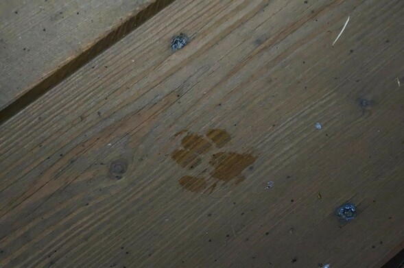 Der nasse Abdruck einer Katzenpfote auf einer Holzterrasse
