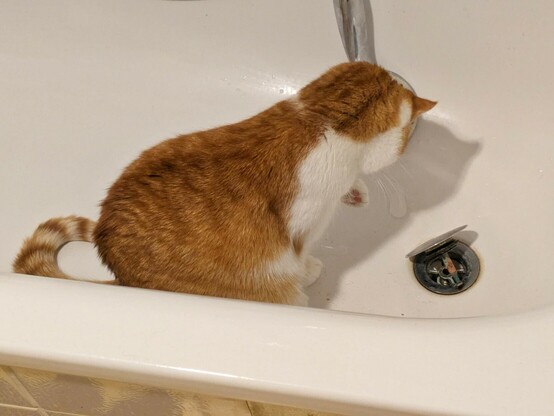 eine rotweiße Katze sitzt in der Badewanne und hat die linke Vorderpfote erhoben und wartet was passiert