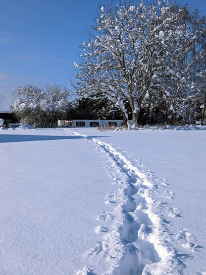 in einer Schneefläche ist eine Trittspur in Richtung eines alten Bauernhauses zu sehen. Blauer Himmel, Schnee auf den Zweigen eines Baums