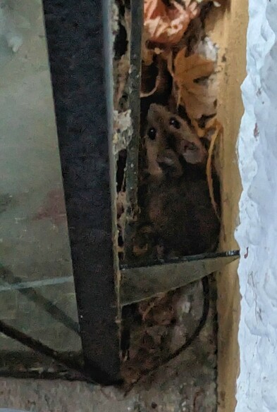 eine braune Maus mit großen Augen sitzt zwischen Hauswand und einer Laterne.