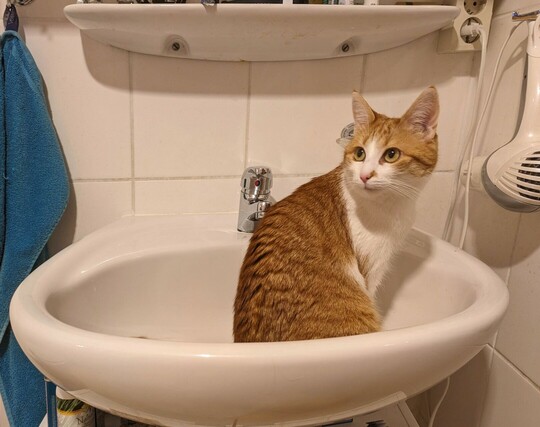 eine rotweiße Katze sitzt im Waschbecken