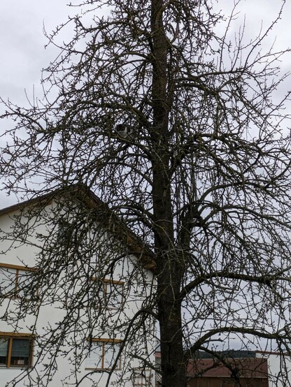 in einem kahlen Birnbaum mit ganz vielen Ästen sitzt auf ca 4m Höhe eine grauweißgetigerte Katze.
