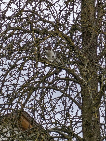 eine grauweißgetigerte Katze sitzt auf einem Ast in einem kahlen Birnbaum